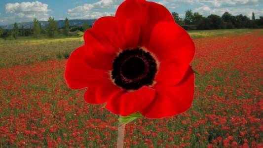 YouTube video: In Flanders Fields (John McCrae 